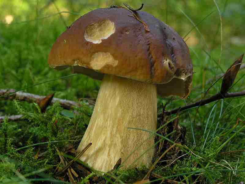  Image name: 204 Porcino.jpg 
 width: 800 pixel 
 height: 600 pixel 
 Size: 29267 bytes 
 Click to enlarge 